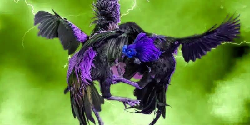 Chiến lược chơi Đá Gà GA28 hiệu quả