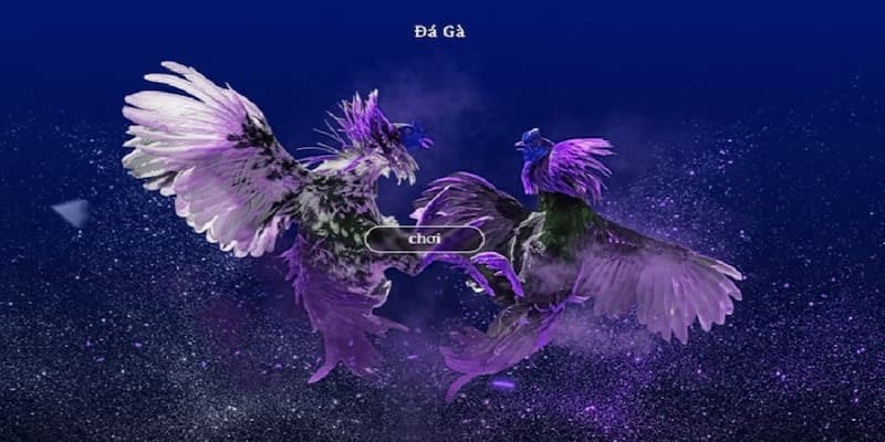 Những Mẹo Để Thành Công Khi Chơi Đá Gà WS168